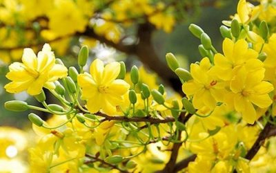 Mùa Xuân nghe em hát