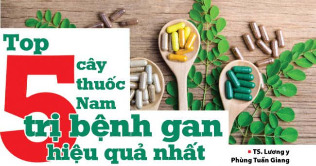Top 5 cây thuốc nam trị bệnh gan hiệu quả nhất