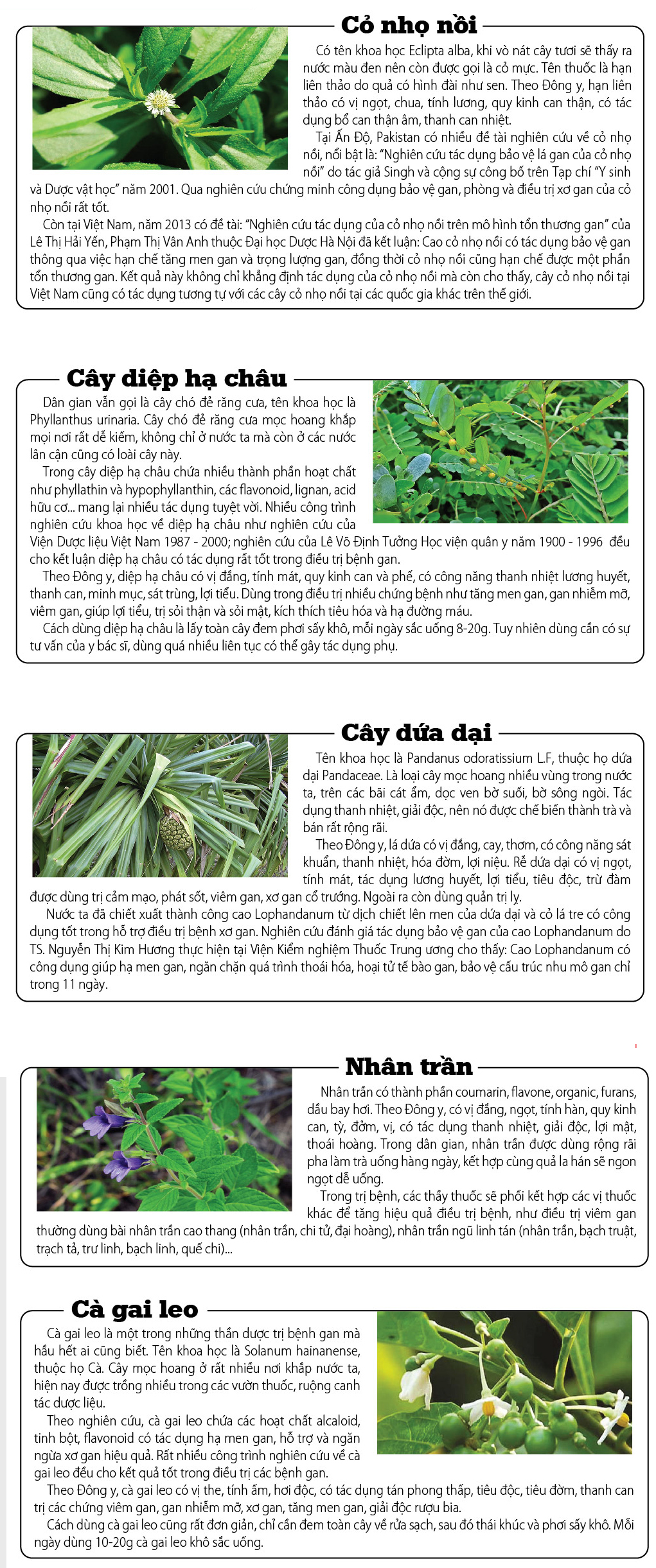 Top 5 cây thuốc nam trị bệnh gan hiệu quả nhất