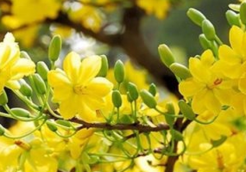 Mùa Xuân nghe em hát